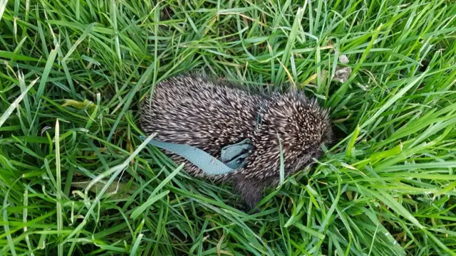 Hedgehog