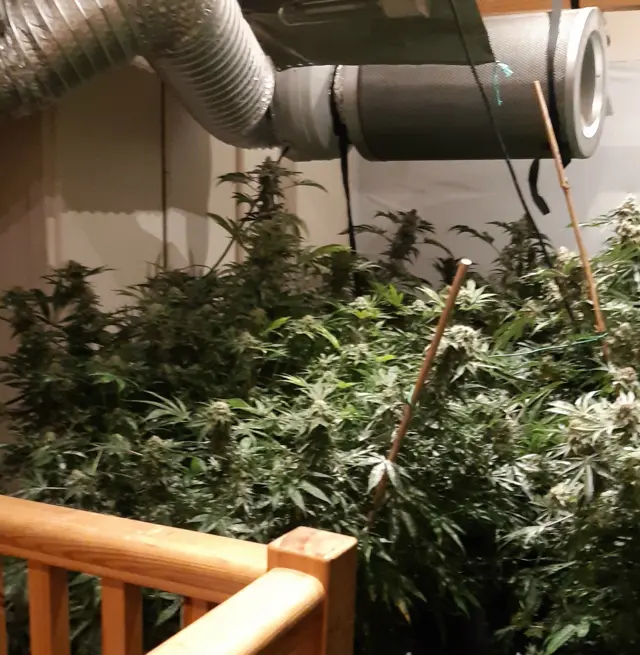 Cannabis in attic