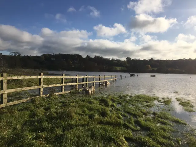 Stranded sheep