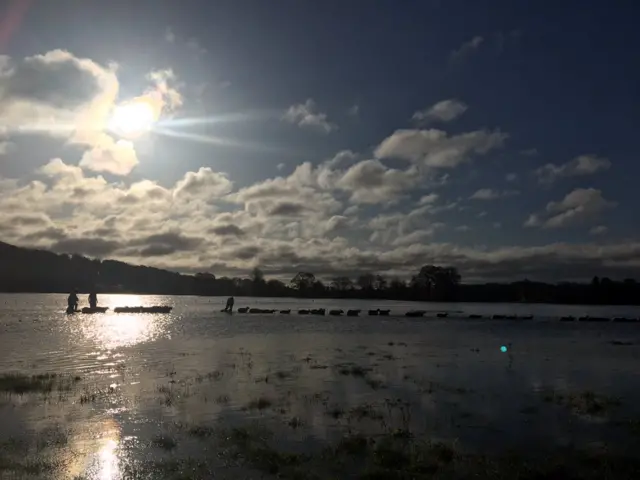 Stranded sheep