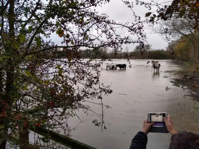 Horses standing in water