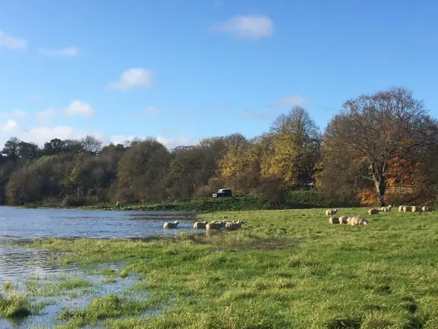 Stranded sheep