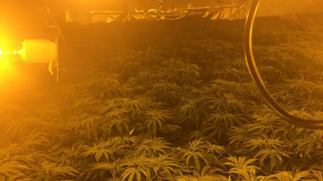 A cannabis grow