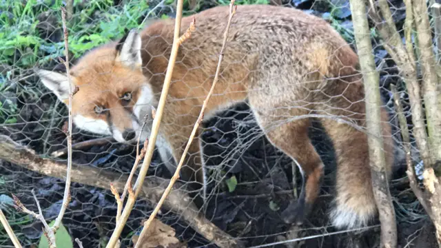 fox trap