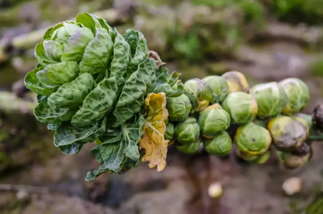 Brussel sprouts