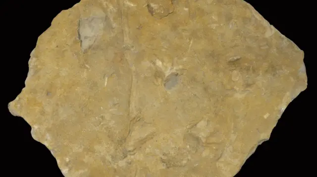 Fossil