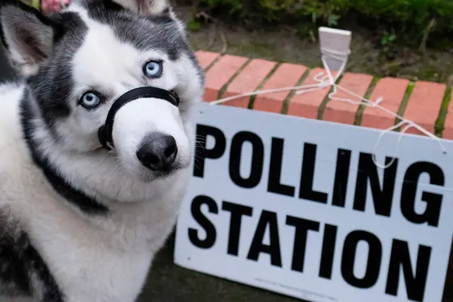 Dog outside polling station