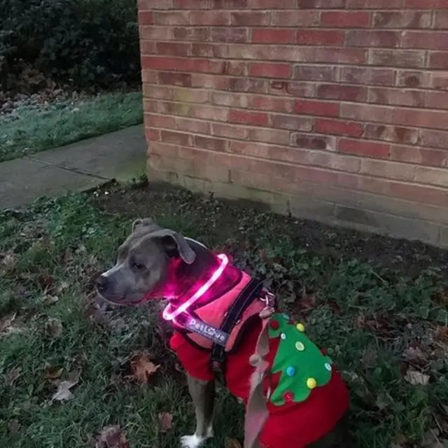 Winnie is feeling festive at a polling station in Canterbury, Kent