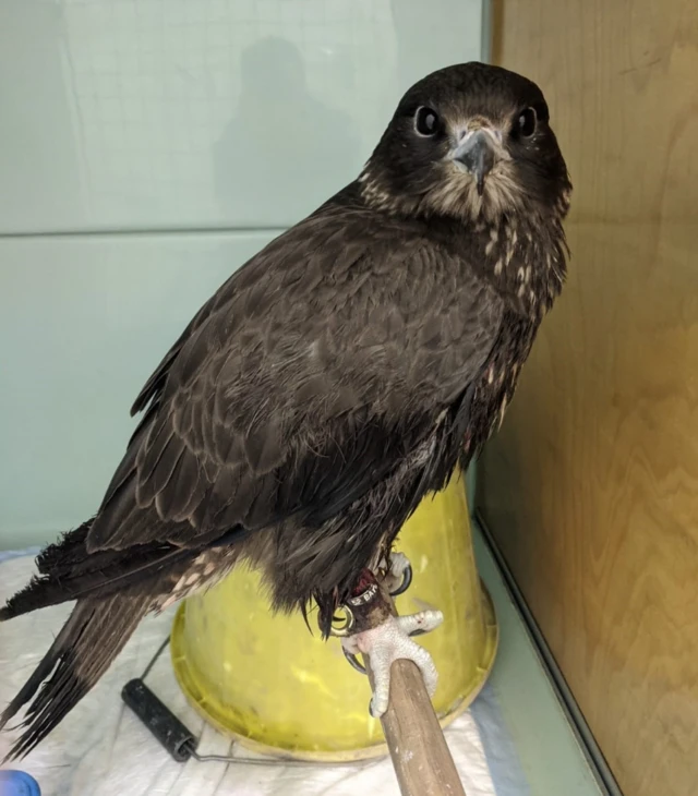 Freddie the falcon