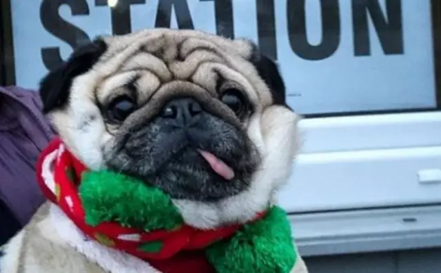 Dog