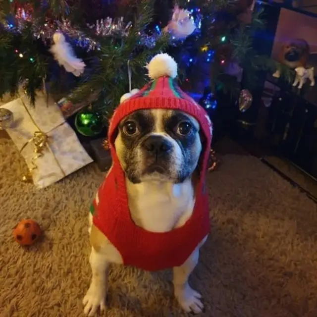 Louie is all set wearing his Christmas ensemble for his trip out to the polls with his owner Sonja Alexandra