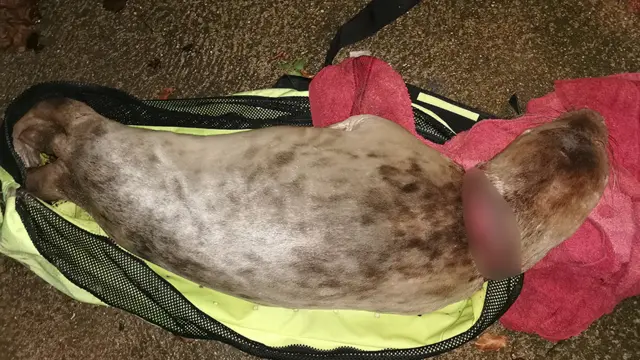 Seal