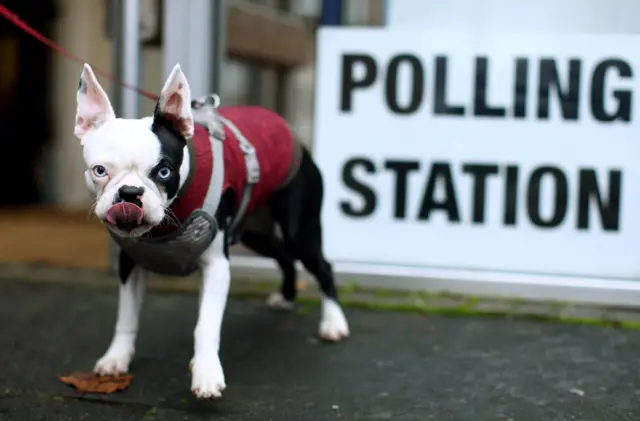 Dog outside polling station