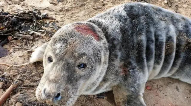 Injured seal pup