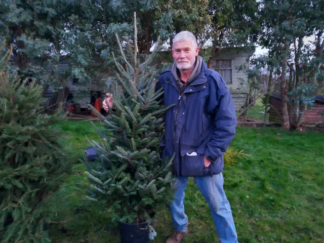 Christmas trees for hire