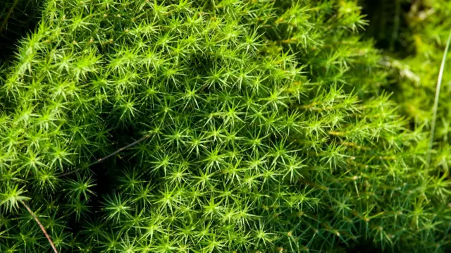 Sphagnum moss