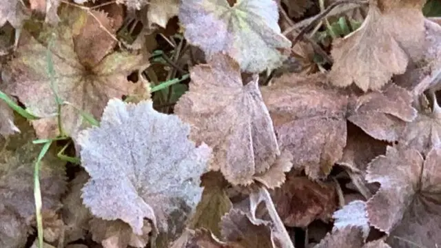 Frozen leaves