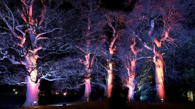 Illuminated trees