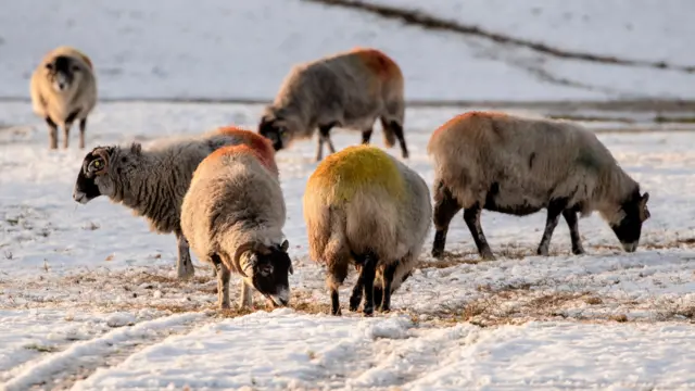 Snowy sheep