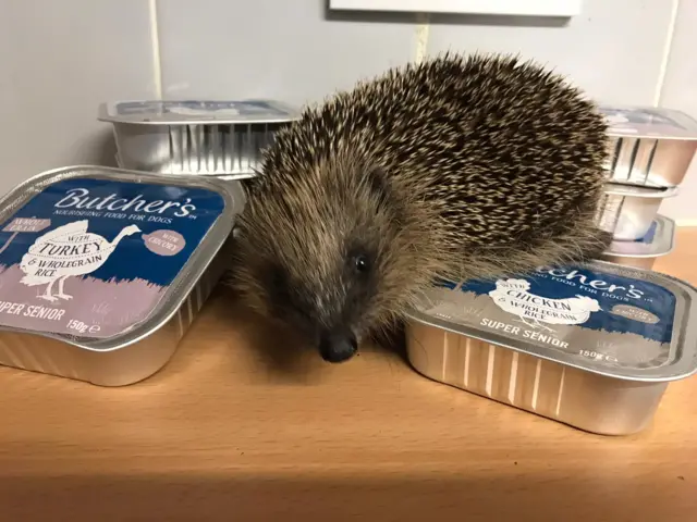 Hedgehog