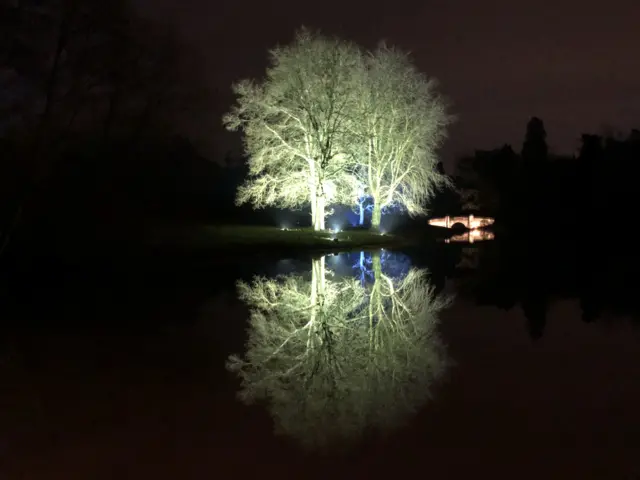 Illuminated trees