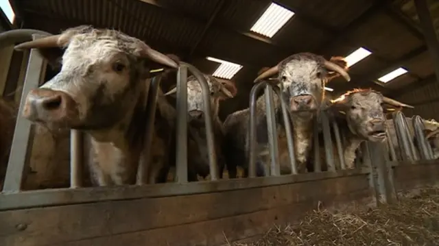 Park Farm cattle inside their barn