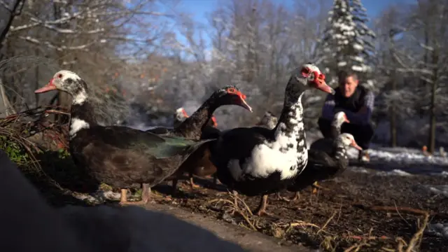 Ducks on a farm in Pennsylvania