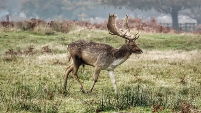 Deer at Bradgate Park