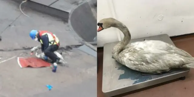 Swan rescue pics