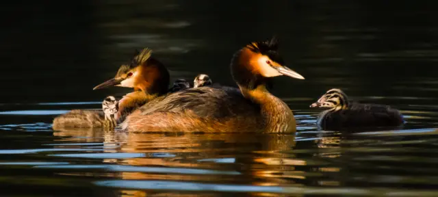 Great crested grebe RSPCA