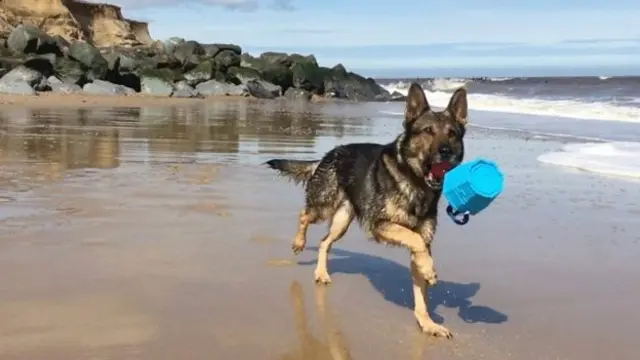 Finn on a beach