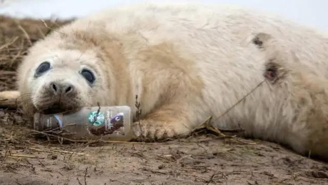 Seal at Donna Nook