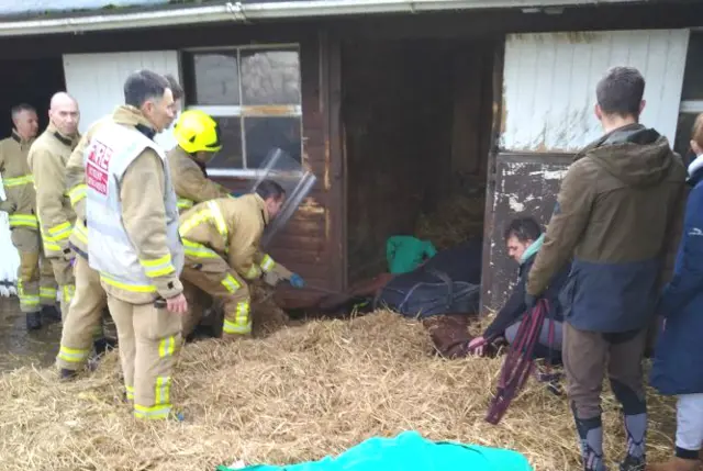 Horse on stable floor