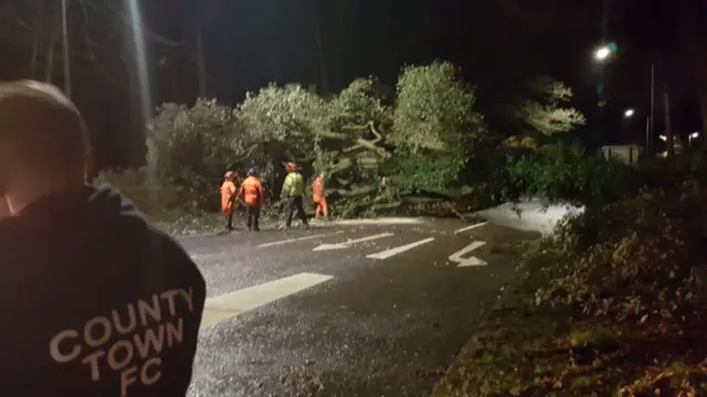 Ashford Road tree