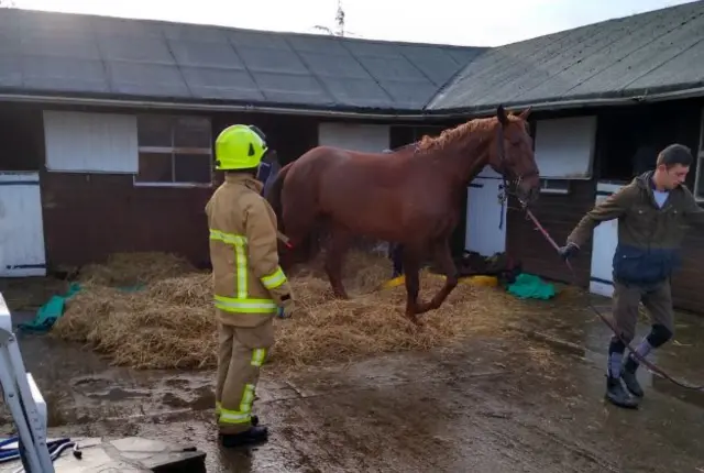 Horse walking