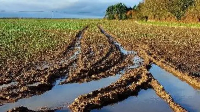 Flooded field