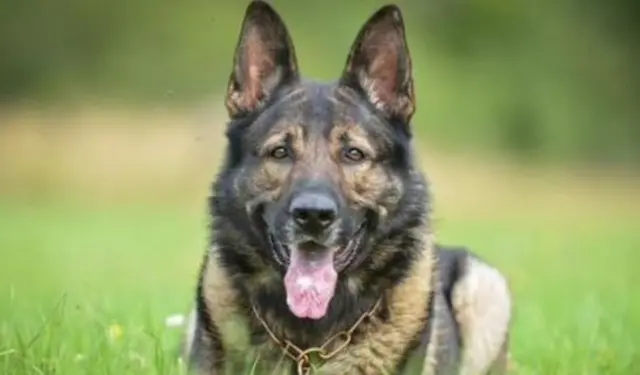 Police dog