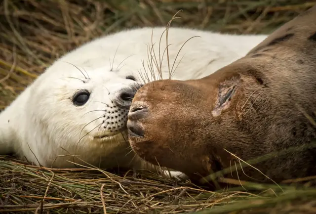 seal pup