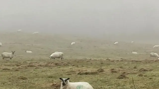 Sheep in Longnor, Shropshire