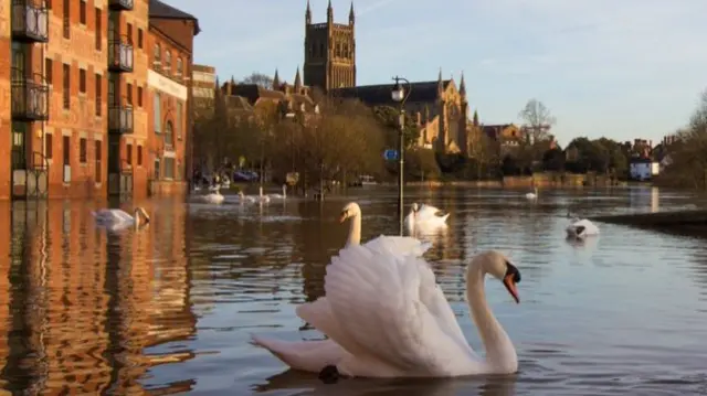 Swans on the River Severn in Worcester