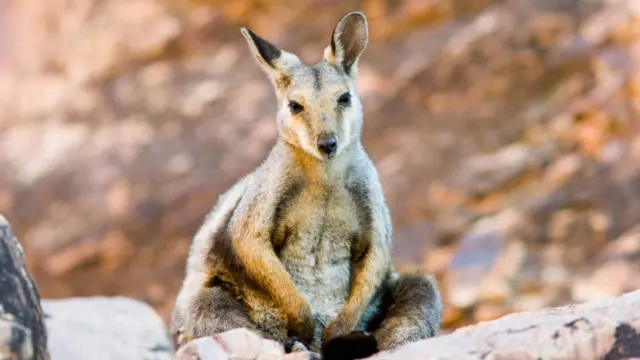 Stock picture of wallaby