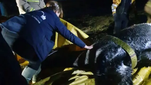 HORSE BEING WINCHED OUT OF WATER