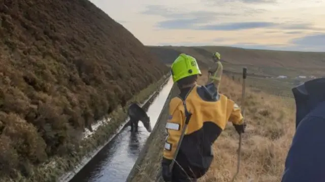 Horse stuck in water