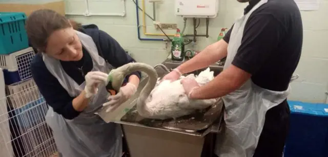 A swan being cared for