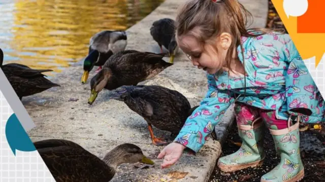 Girl feeding ducks