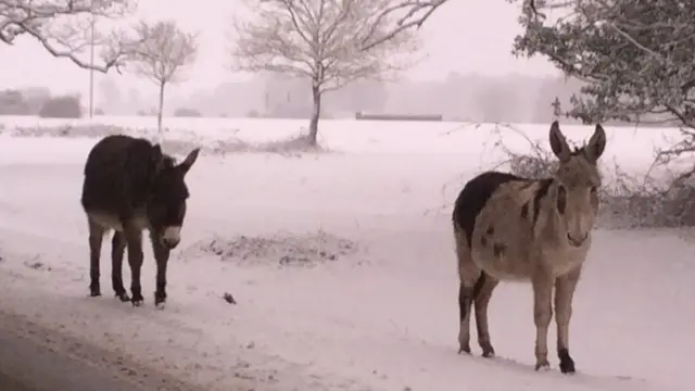 ponies in the snow in the New Forest