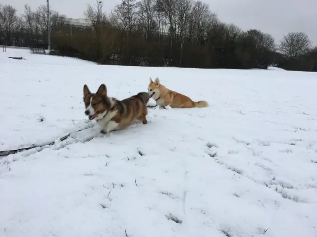 Corgis Teddy and Mac