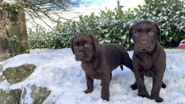 Dogs in the snow