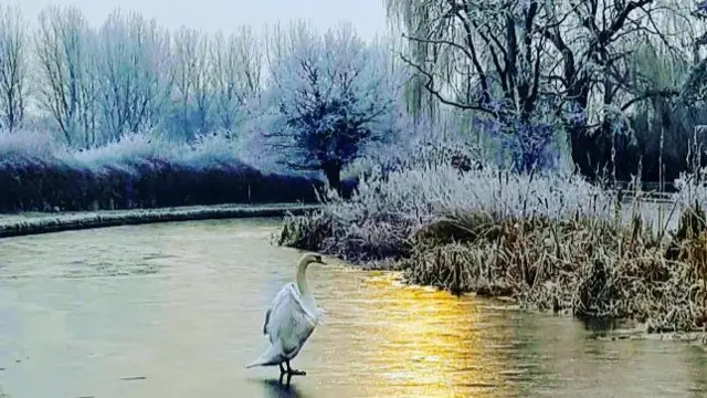 Swan in Great Haywood