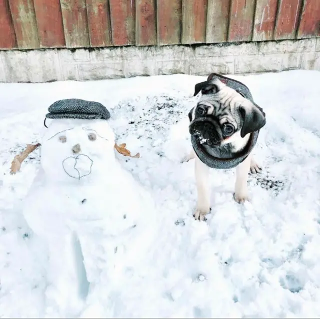 Rachel Bennett's pug dog Keith enjoying the snow